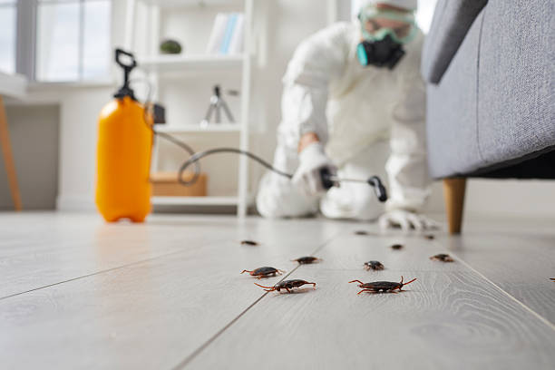 Post-Treatment Bed Bug Interceptor Monitoring in Westfield